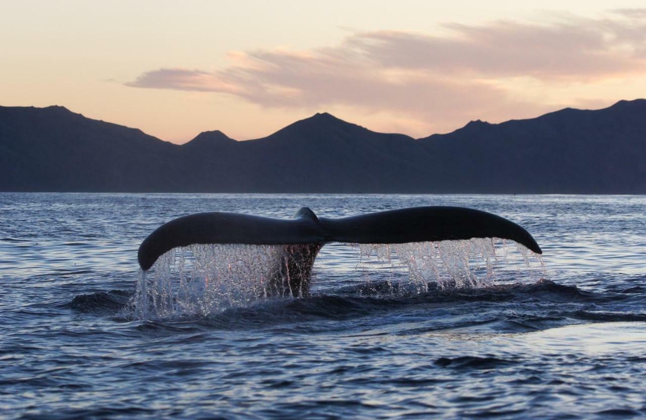 Stillpoint Lodge - All-Inclusive Halibut Cove エクステリア 写真
